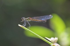 Libellago indica
