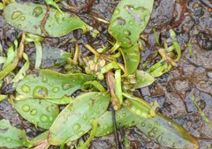 Potamogeton spirillus