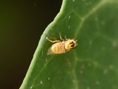 Chlorops