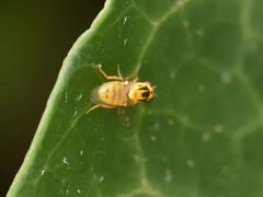Chlorops