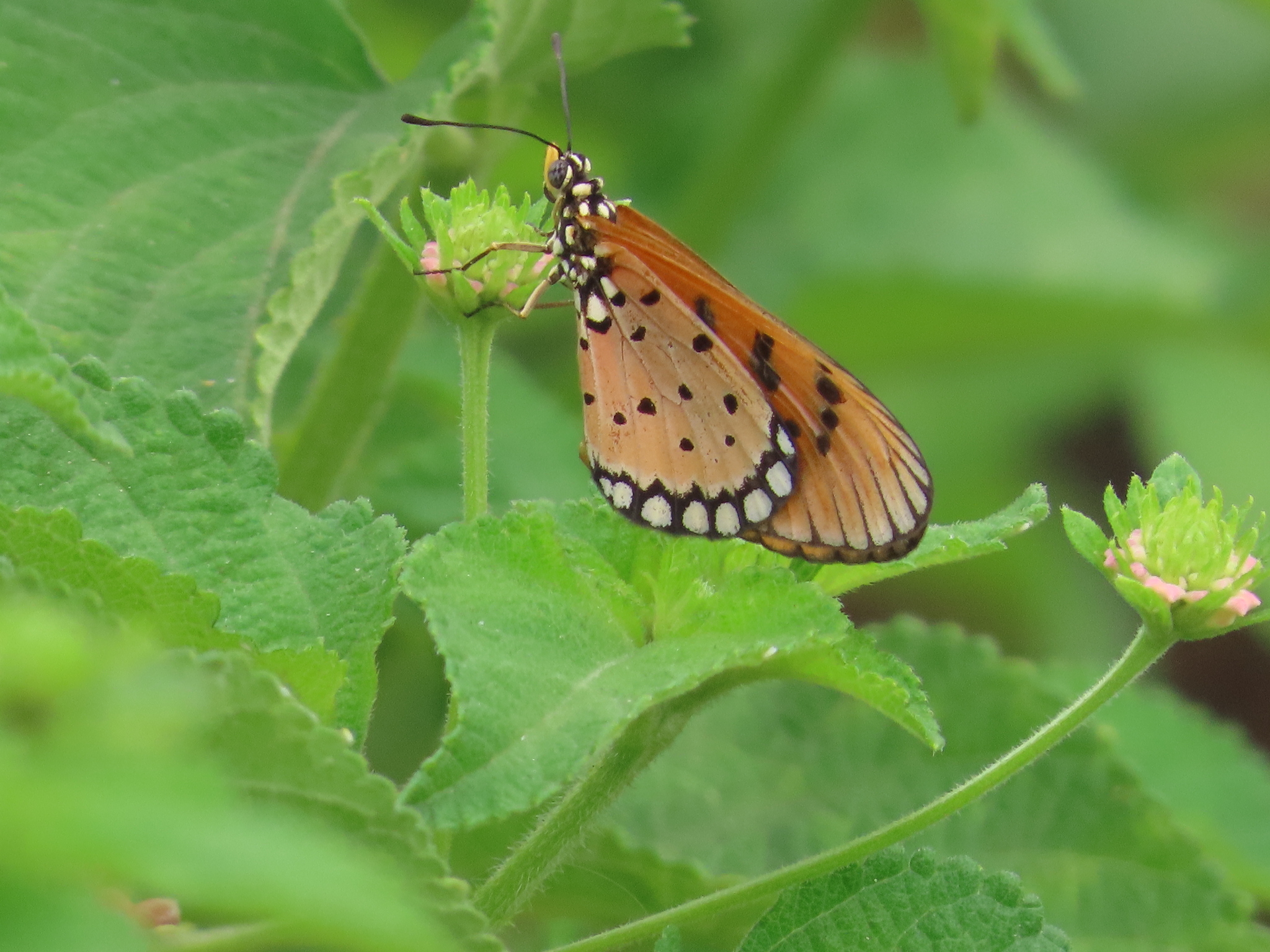 Tawny Coster