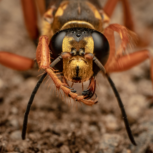 Great Golden Digger Wasp, photo 5 of 10