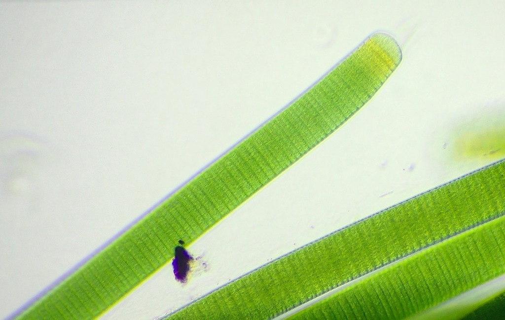 Oscillatoriales