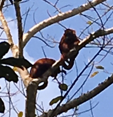 Alouatta sara