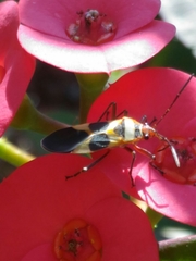 Oncopeltus unifasciatellus