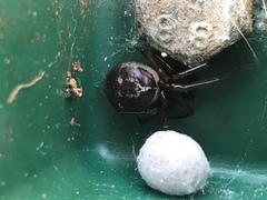 Steatoda nobilis