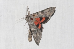 Catocala californica