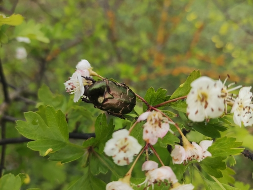 Dėmėtasis Auksavabalis