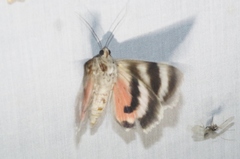 Catocala californica