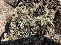 Rhizoplaca subdiscrepans