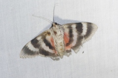 Catocala californica