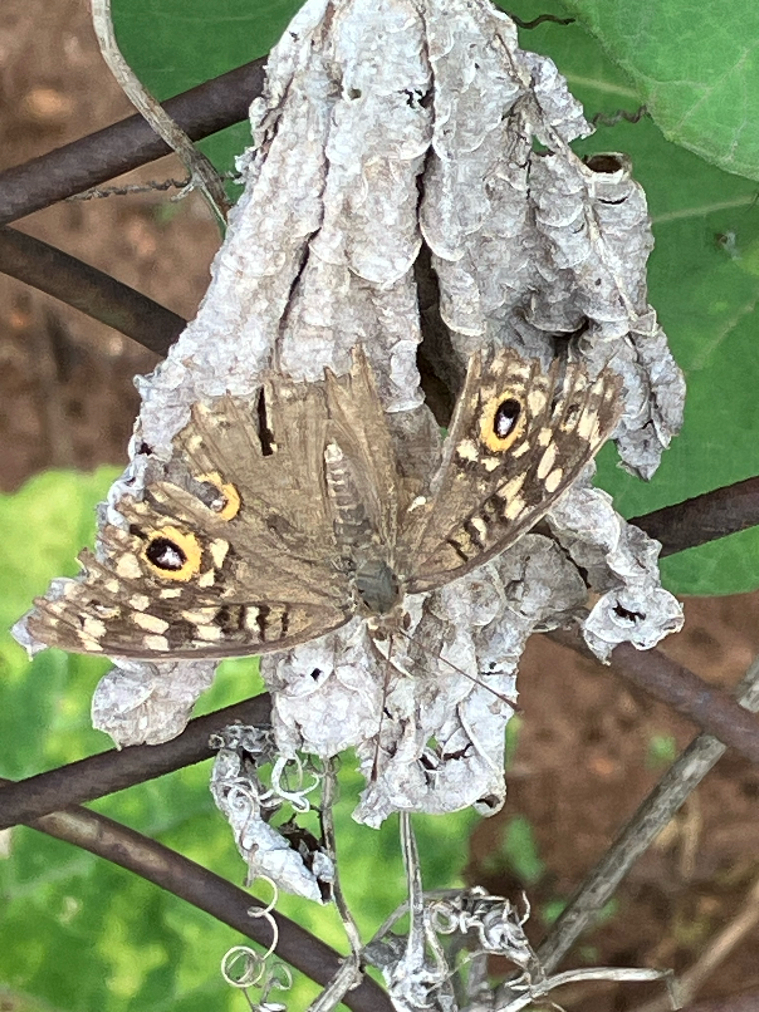 Lemon Pansy