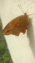 Opsiphanes boisduvallii