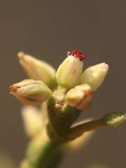 Eriogonum hoffmannii hoffmannii