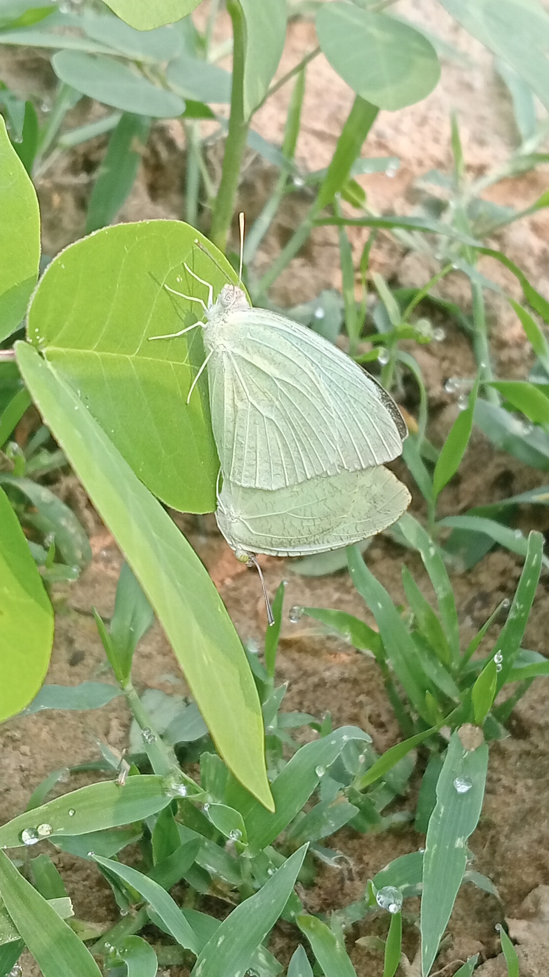 Mottled Emigrant