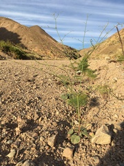 Eriogonum hoffmannii hoffmannii