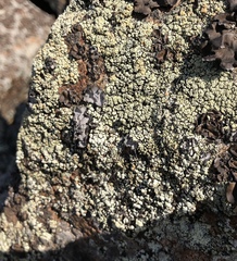 Rhizoplaca subdiscrepans