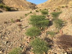 Eriogonum rixfordii