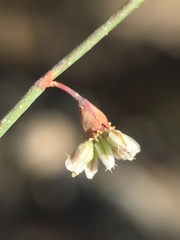 Eriogonum deflexum deflexum
