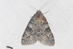 Catocala californica