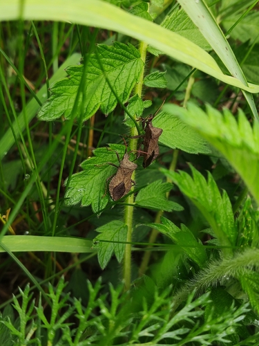 Arkliarūgštinė kampuotblakė