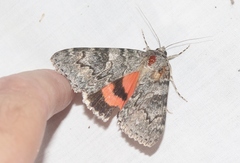 Catocala californica