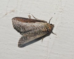 Lophoptera