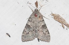 Catocala californica