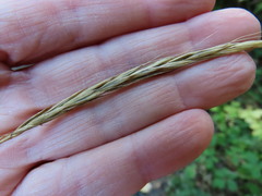 Elymus glaucus glaucus