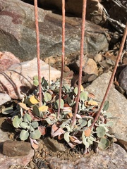 Eriogonum mensicola