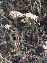 Eriogonum microtheca panamintense