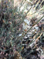 Eriogonum wrightii nodosum
