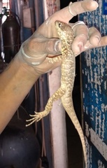 Tropidurus torquatus