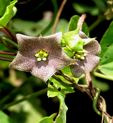 Dictyanthus asper