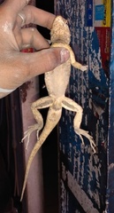 Tropidurus torquatus