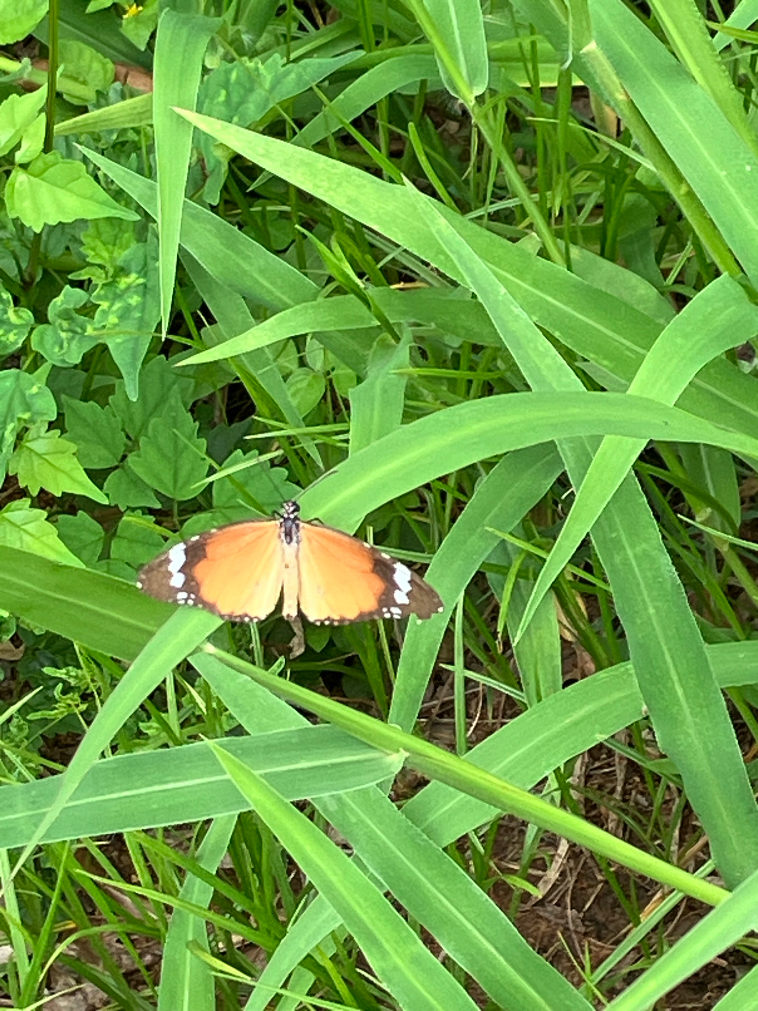 Plain Tiger