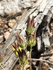 Cordylanthus eremicus eremicus