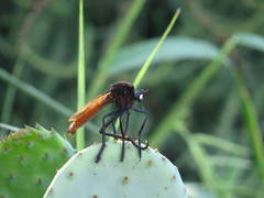 Archilestris magnificus