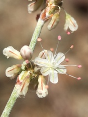 Eriogonum wrightii var. wrightii