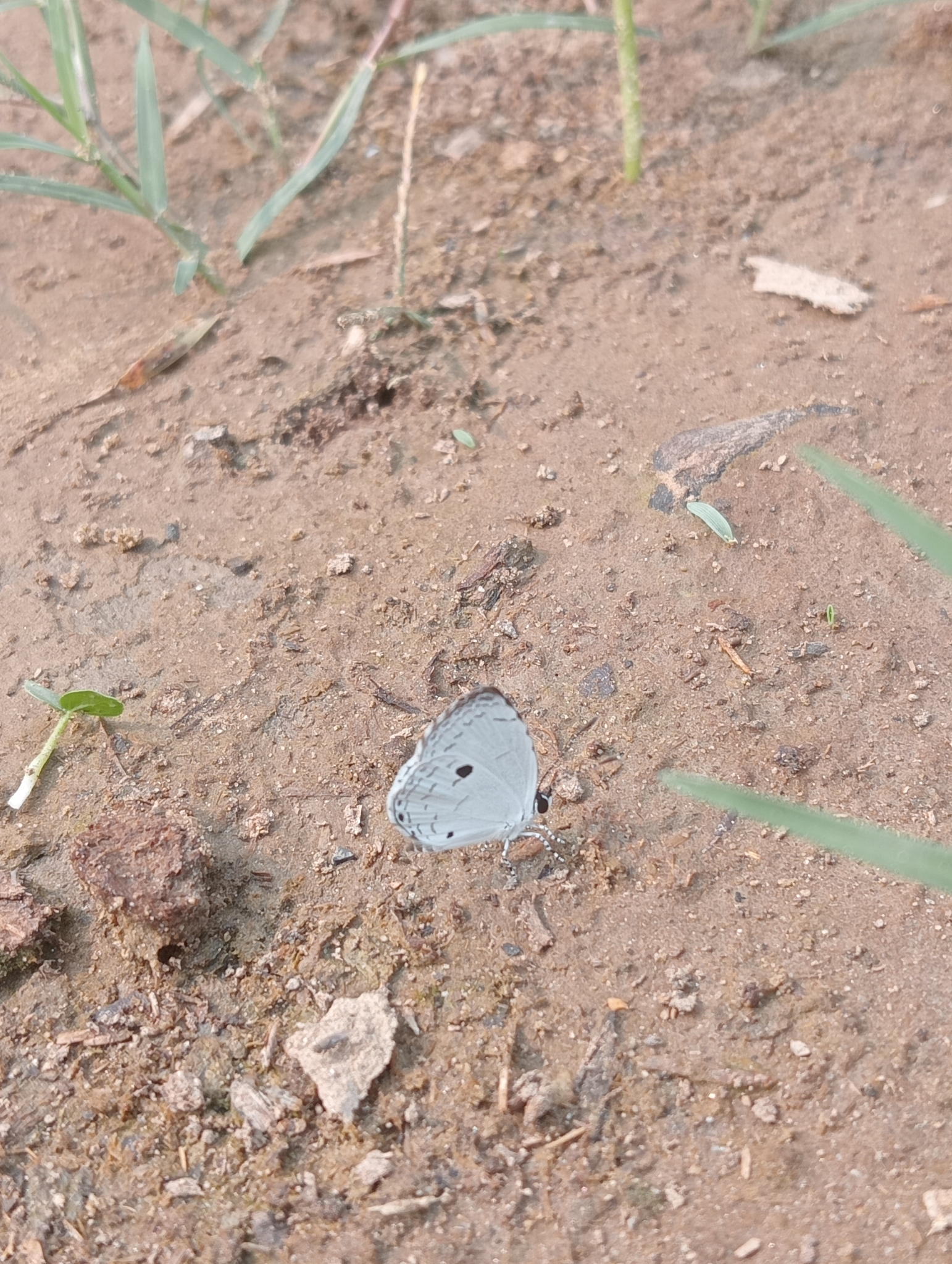 Common Quaker