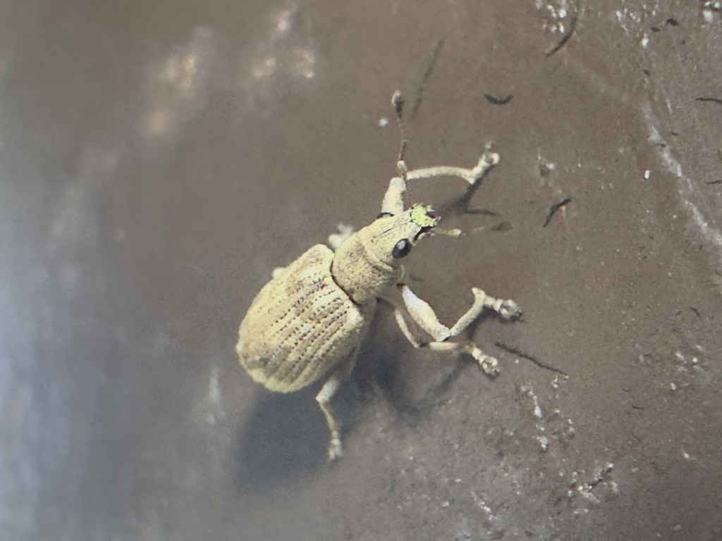 Hoplopactus pavidus