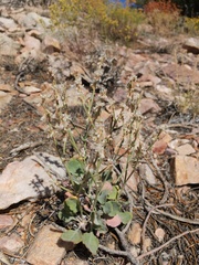 Eriogonum panamintense