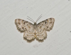 Dischidesia cinerea