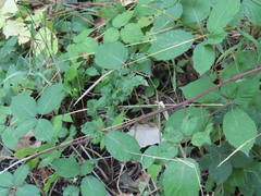 Elymus glaucus glaucus