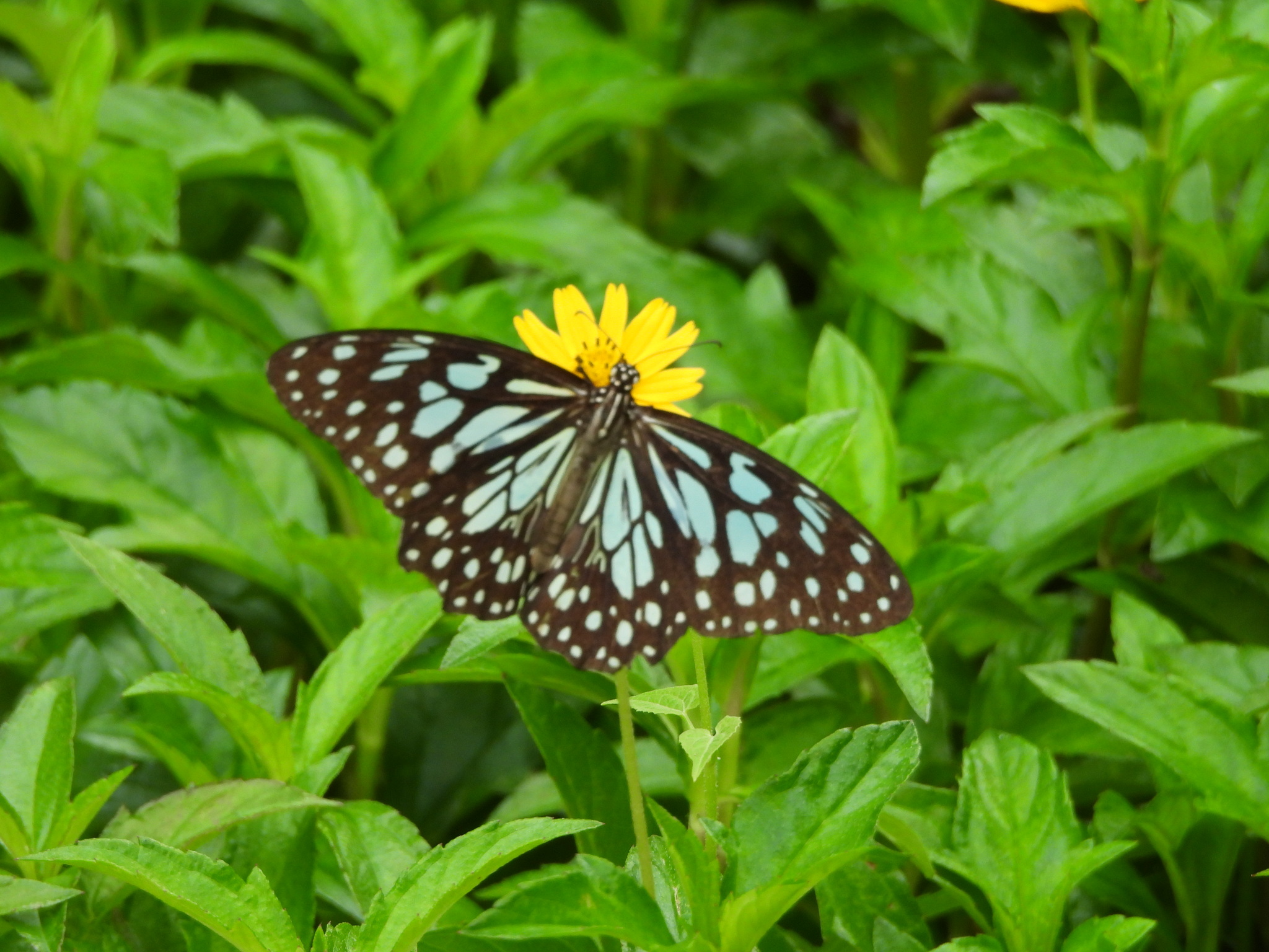 Blue Tiger