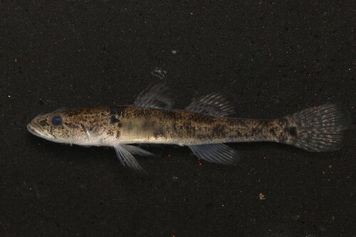 Bighead gudgeon (Philypnodon grandiceps) — Eleotridae