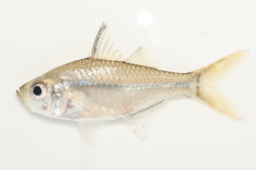 Estuary glassfish (Ambassis marianus) — Ambassidae