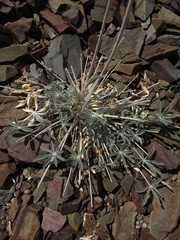 Lupinus magnificus magnificus