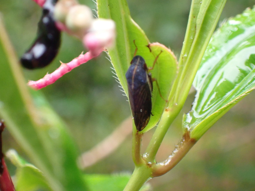Gypona thoracica