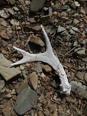 Odocoileus hemionus inyoensis